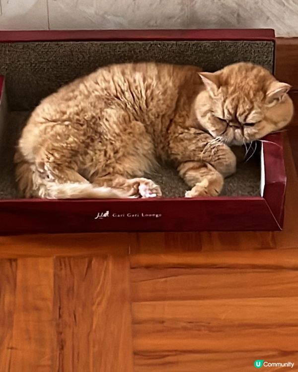 瞓覺瞓到個死豬咁樣🥰🥰🥰