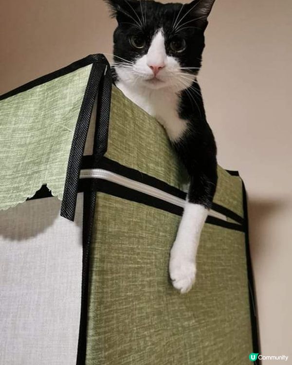 好多人話我樣子似蝙蝠俠🧐