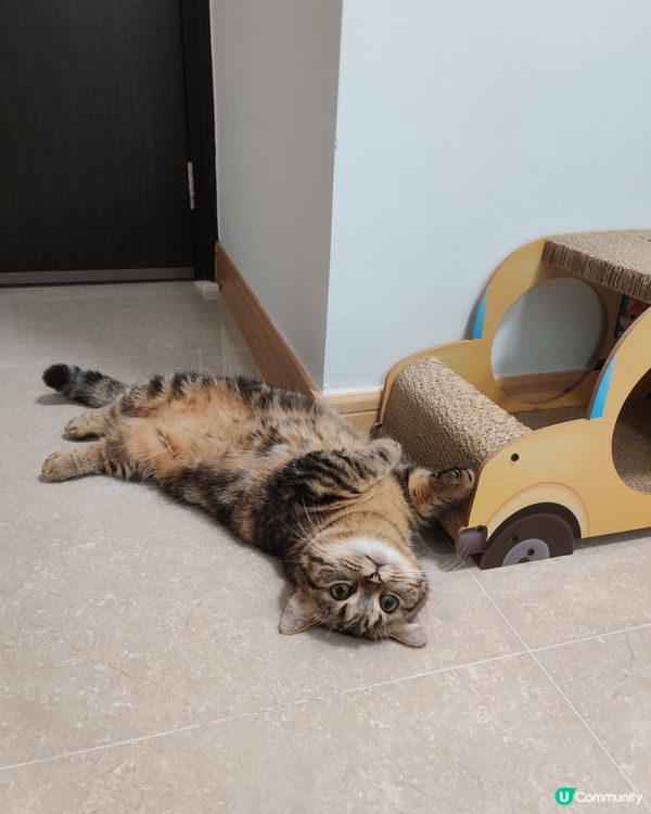 梳乎過梳芙厘嘅我😻 質感鬆軟 & Q彈，我係名符其實嘅Moc...