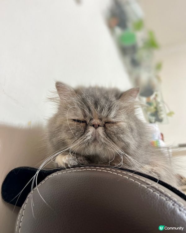 無知貓奴：長毛貓啲鬚係咪都會長啲㗎？😅 點解佢啲鬚咁鬼長嘅？...