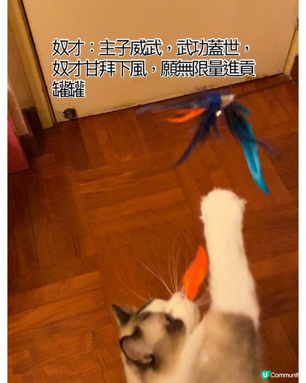 奴才：主子威武，武功蓋世，奴才甘拜下風，願無限量進貢罐罐