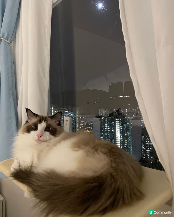 同本貓一齊賞賜🌕