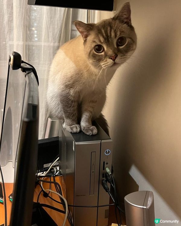 我的平衡力驚人呢？我賣萌認第二，邊個夠我可愛？哈哈！寵物老大