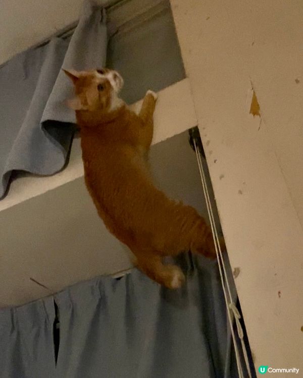 #竉物老大，真百厭的貓咪，跳上窗台，未成功，半天吊在半空，繼...