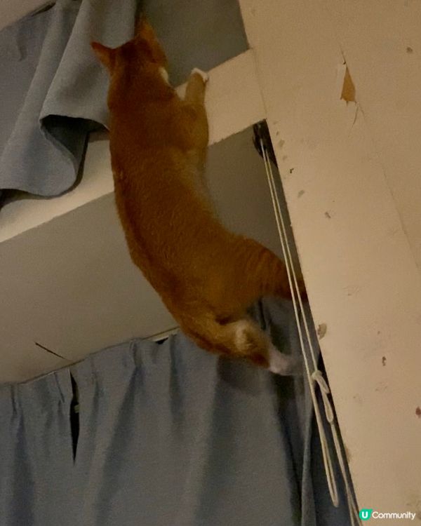 #竉物老大，真百厭的貓咪，跳上窗台，未成功，半天吊在半空，繼...