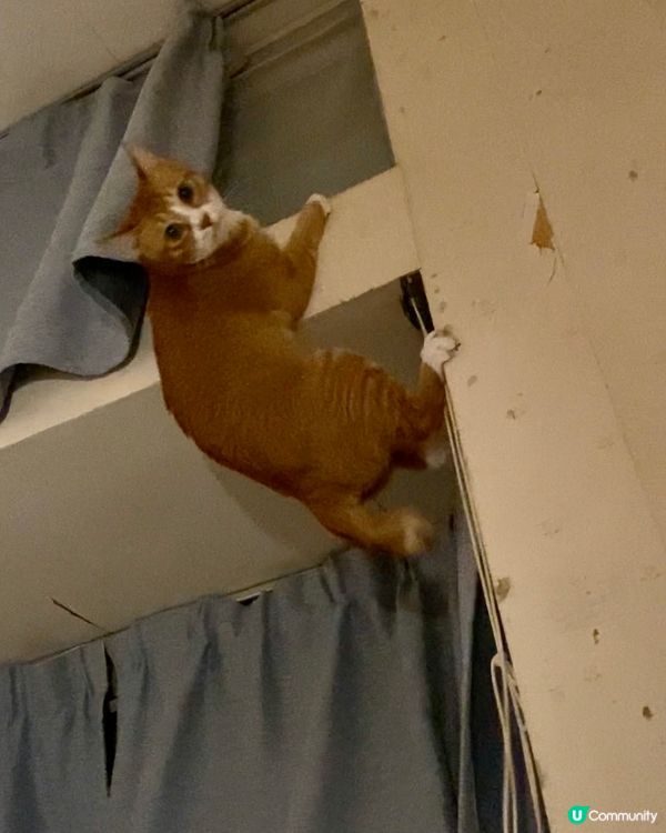 #竉物老大，真百厭的貓咪，跳上窗台，未成功，半天吊在半空，繼...