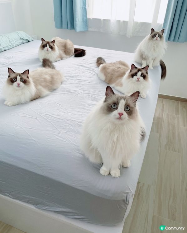 五小福報到❤️💙💜💛💚