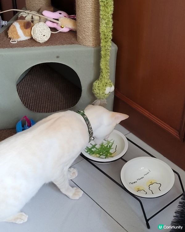 呢排胃口改咗，媽媽種D貓草最好味😻