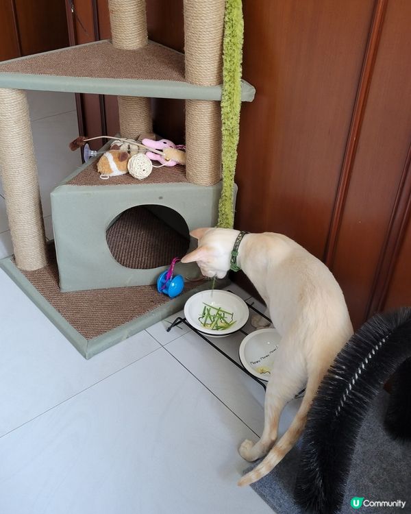 呢排胃口改咗，媽媽種D貓草最好味😻