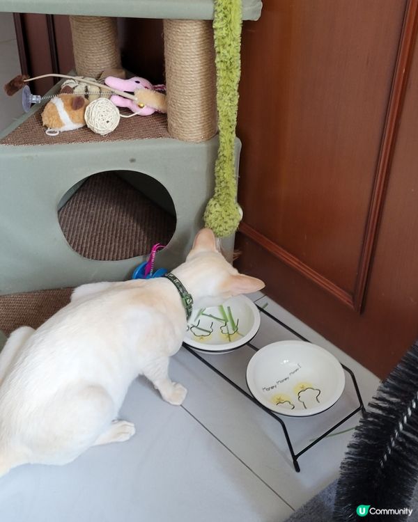 呢排胃口改咗，媽媽種D貓草最好味😻