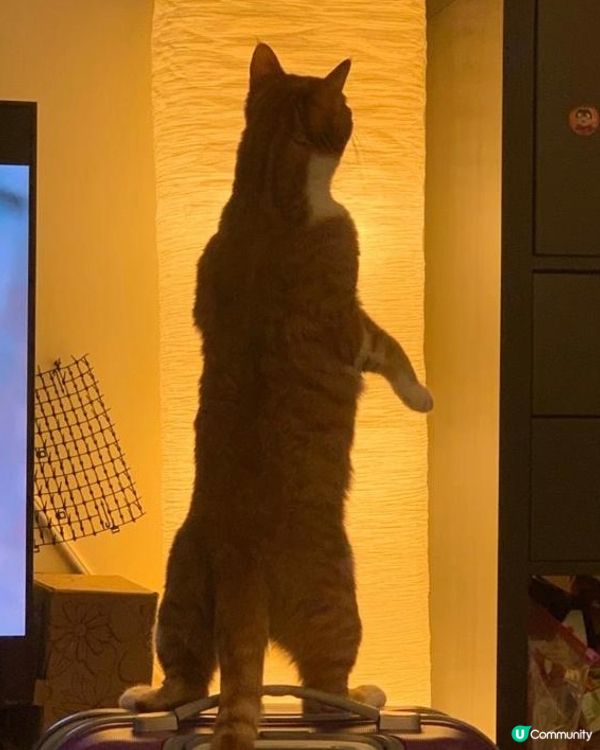 傳說中嘅 貓星人原來係真🙀