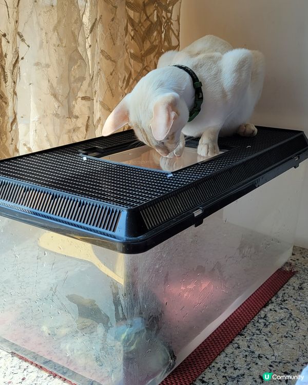 揾烏龜傾下計先!🐢