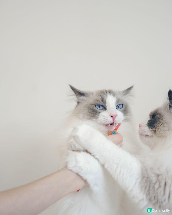 冷靜d。唔洗急，慢慢嚟🤣