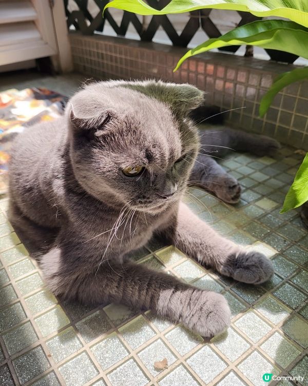 今日, 陽光普照, 天氣很好, 但係我想繼續瞓, 唔該幫我放...