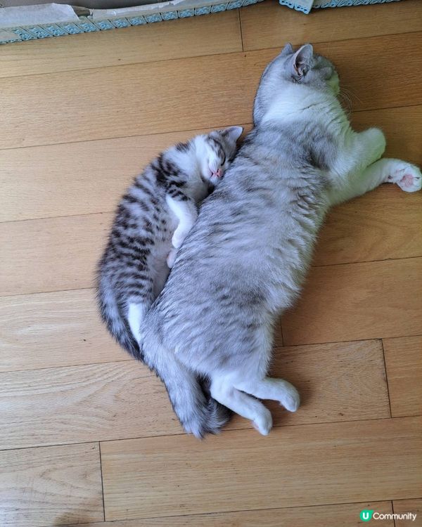 媽媽我愛你,我要吃奶奶,你即畀我吃,要你陪伴在側,即近在咫尺...