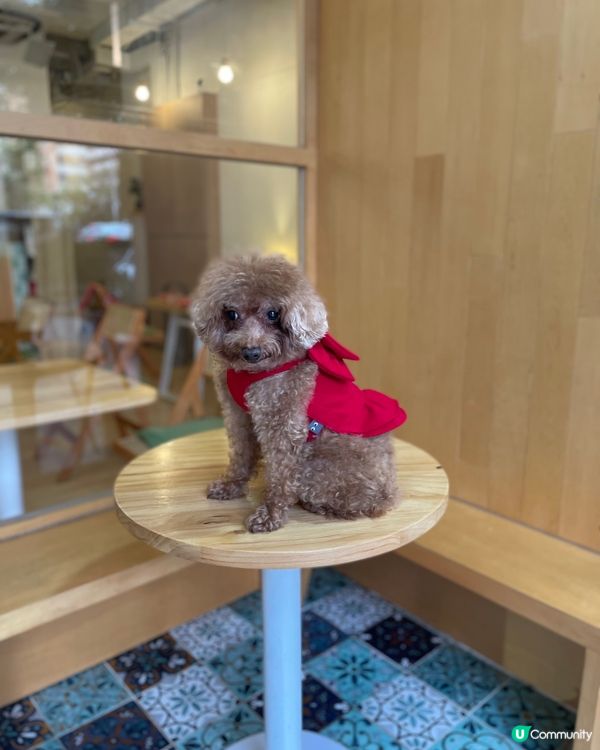 🐶：睇清楚我條裙（我是男仔）