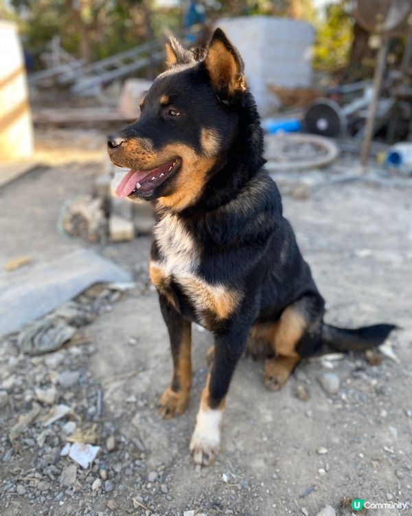 請以領養代替購買🐶