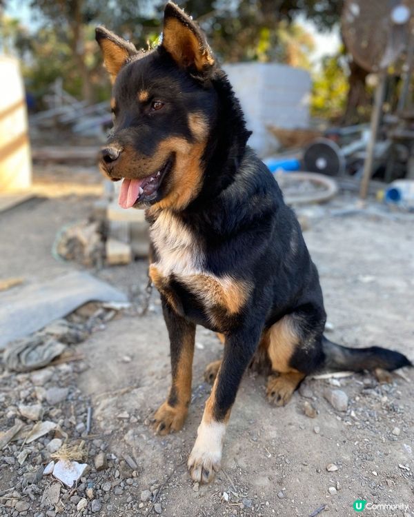 請以領養代替購買🐶