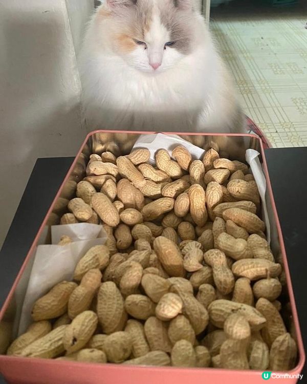 晨早流流食花生🥜呢度到底有幾多粒🤔數極都數唔哂咁，1、2、3...