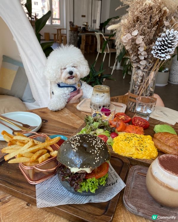 狗狗可以落地行🐶