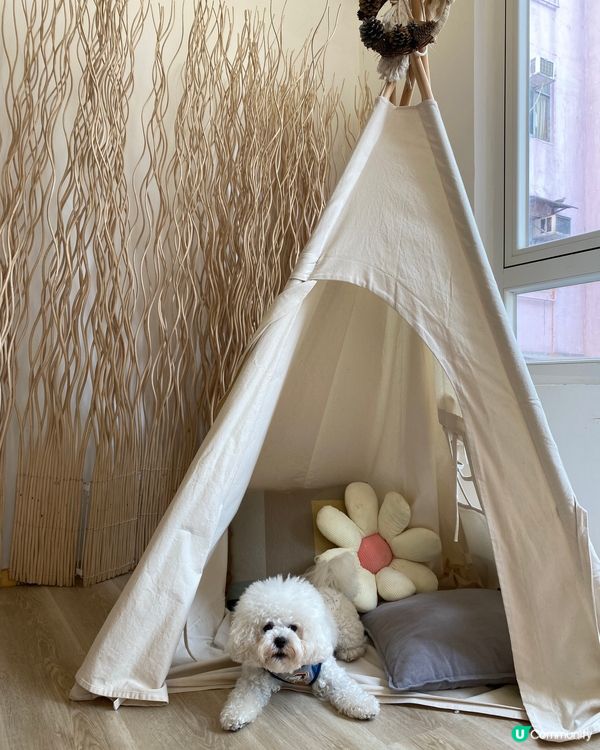 狗狗可以落地行🐶