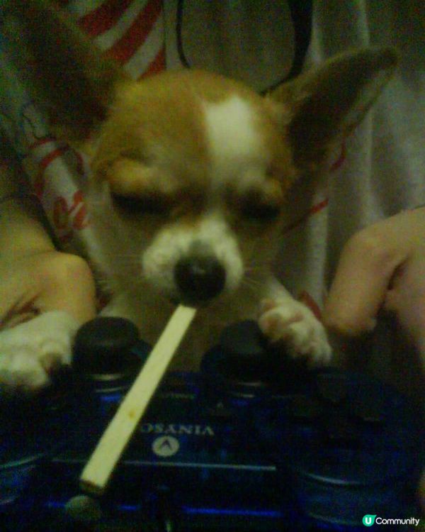 #寵物大佬 一時係粗豪既大姐大(仲學人打機添) 一時係可愛小...