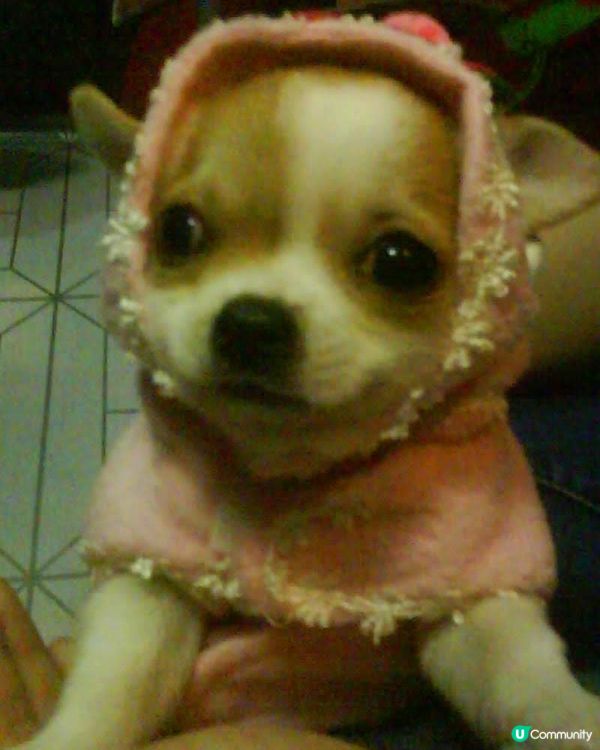 #寵物大佬 一時係粗豪既大姐大(仲學人打機添) 一時係可愛小...