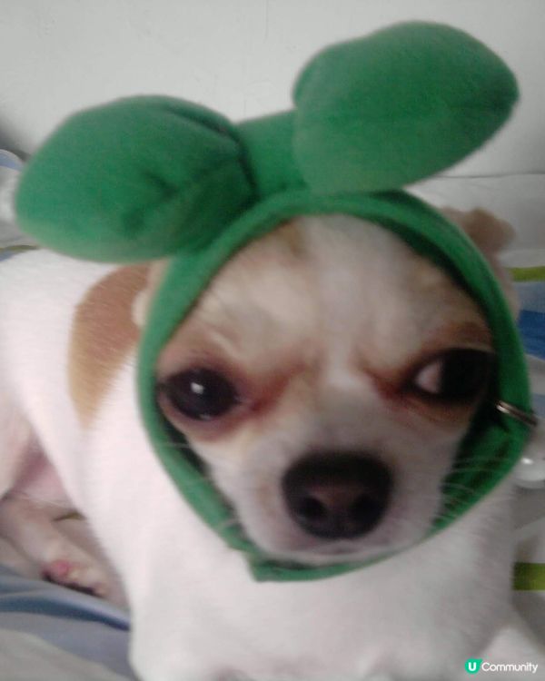 #寵物大佬 一時係粗豪既大姐大(仲學人打機添) 一時係可愛小...