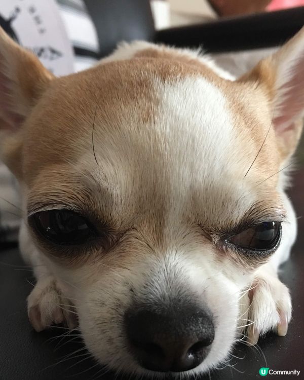 #寵物大佬 一時係粗豪既大姐大(仲學人打機添) 一時係可愛小...