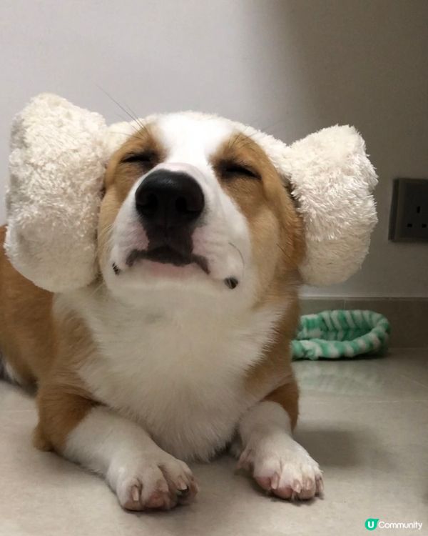 羊咩咩🐑 #寵物老大