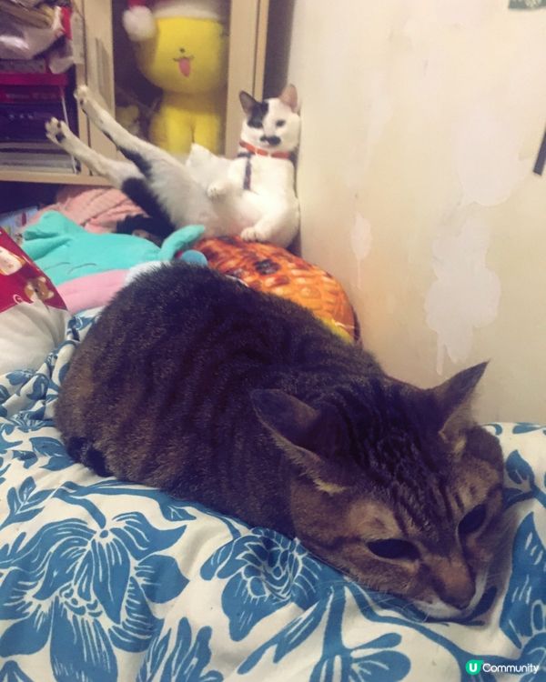 Come on baby , 睇下白滑多毛美腿