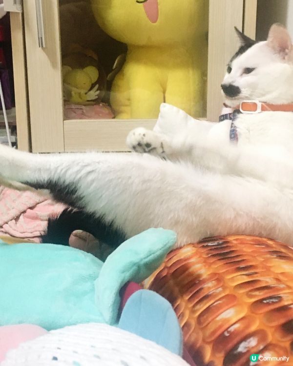 Come on baby , 睇下白滑多毛美腿