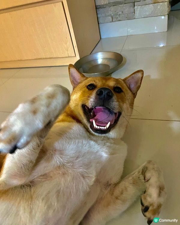 佢伸脷，但宅心仁厚，佢反肚，但受萬人景仰！