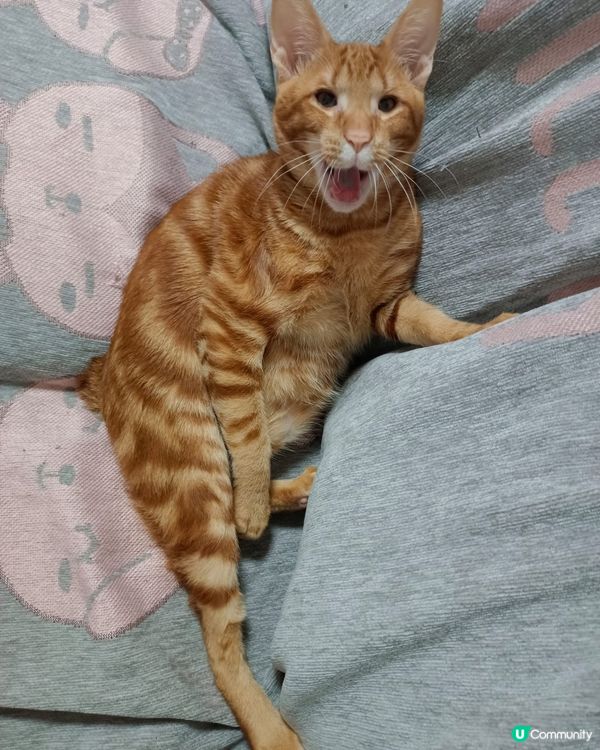 咩事咁驚訝o曬嘴，唔洗驚，其實係打喊露樣嚟🫢嘻嘻