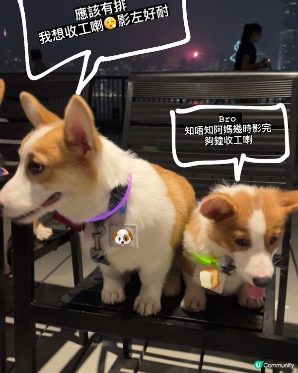 狗狗的想收工無奈表情包 × 內心獨白