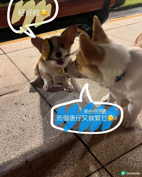 狗狗的傻瓜表情包 × 內心獨白