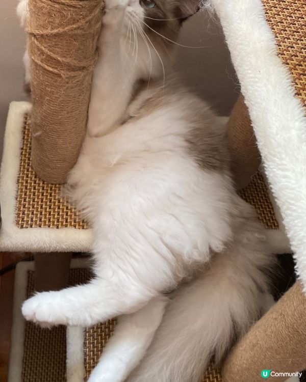 天天做運動強健體魄保持身材醬醬等住我睇吓我幾勤力😘