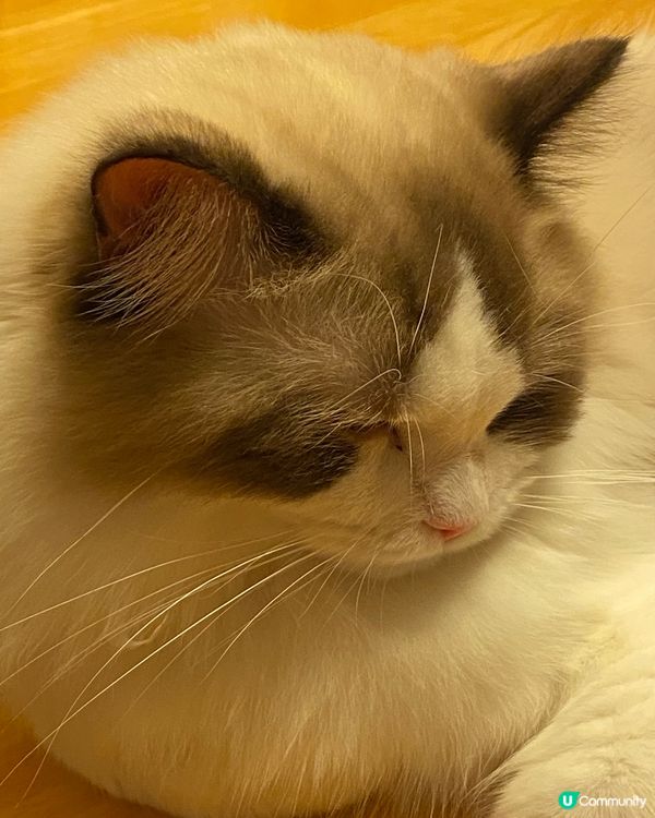 在晚上不難發現一層層的眉毛在眼瞼上，左邊影的話則閃閃吓一條條...