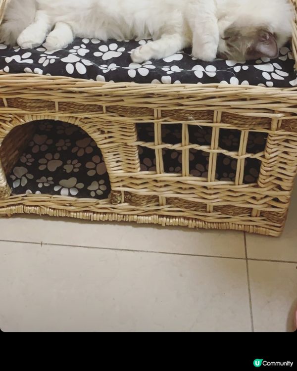 佢好似豬肉檔嗰啲豬肉咁攤係度😂