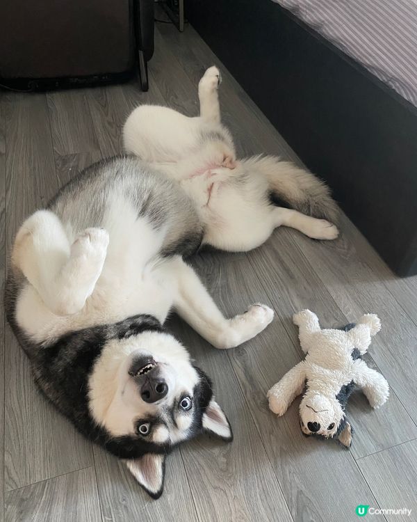 同自己既玩偶同一睡姿😂