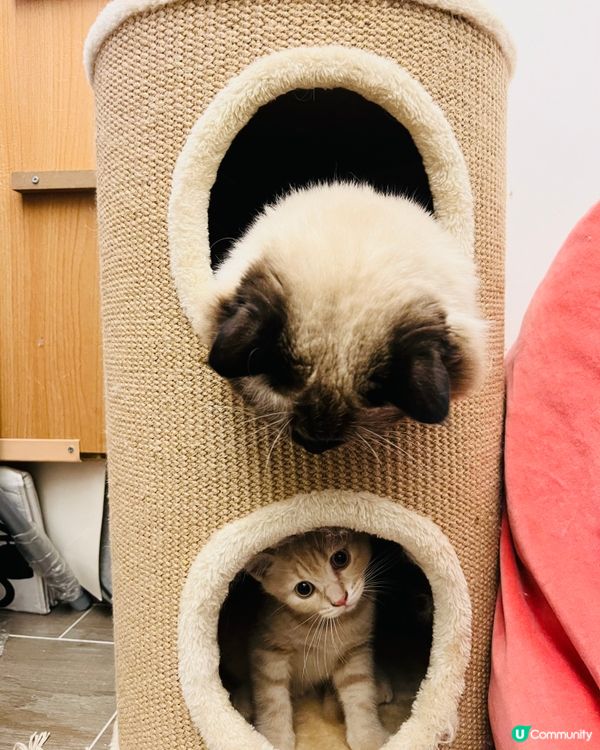 Pei:等我𥄫實你👀