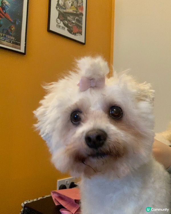 魔鏡魔鏡，我係咪世界上最靚嘅🐶🐶愛美狗生🤣😍