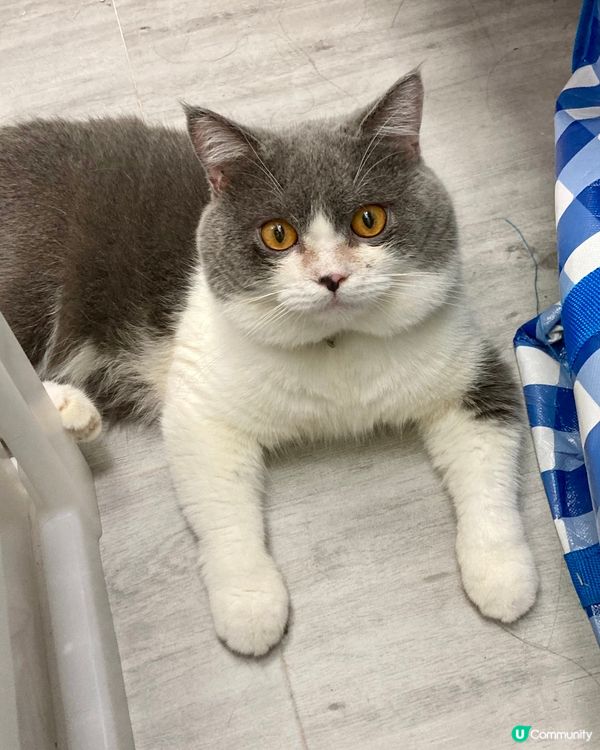 主子：「我又肥咗。」