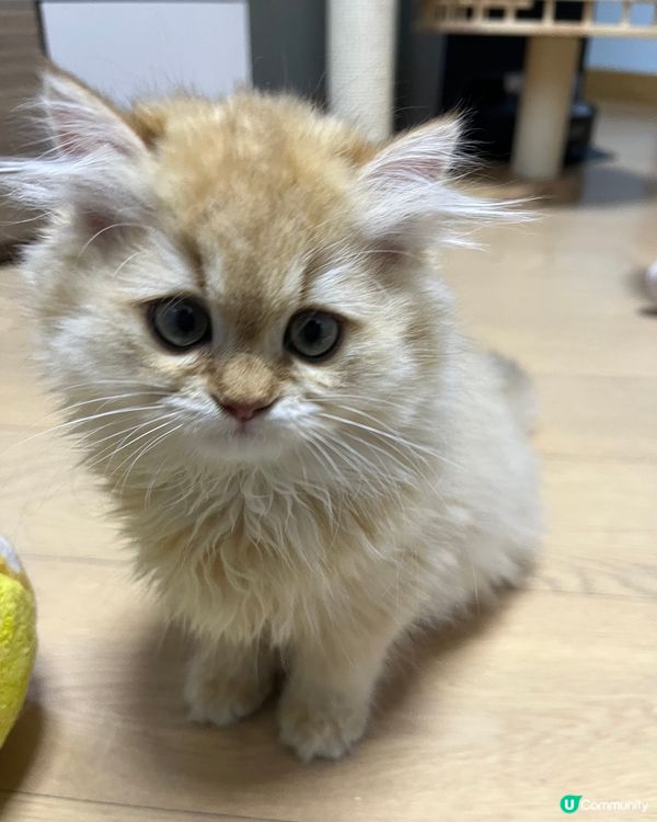 尋日去左探朋友隻Bb貓 叫蜜蜜 好得意啊😆