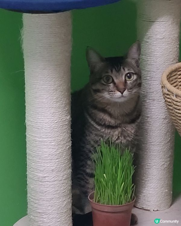 草草，我最中意草草篤我下巴！我係羊咩咩，我好中意食草。