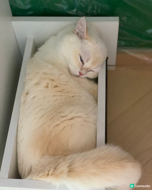 有無貓貓都中意訓櫃桶...?