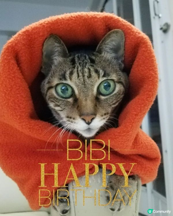 bibi happy birthday to you