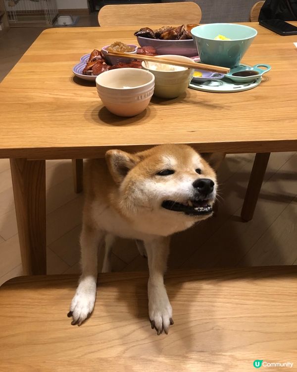 🦁：聽講今晚加餸有乳豬食呀