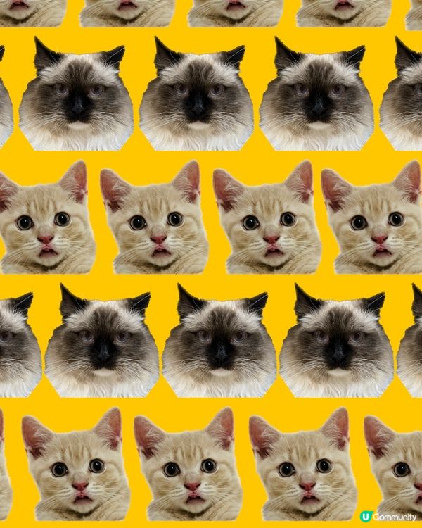 知唔知呢排興啲咩啊？