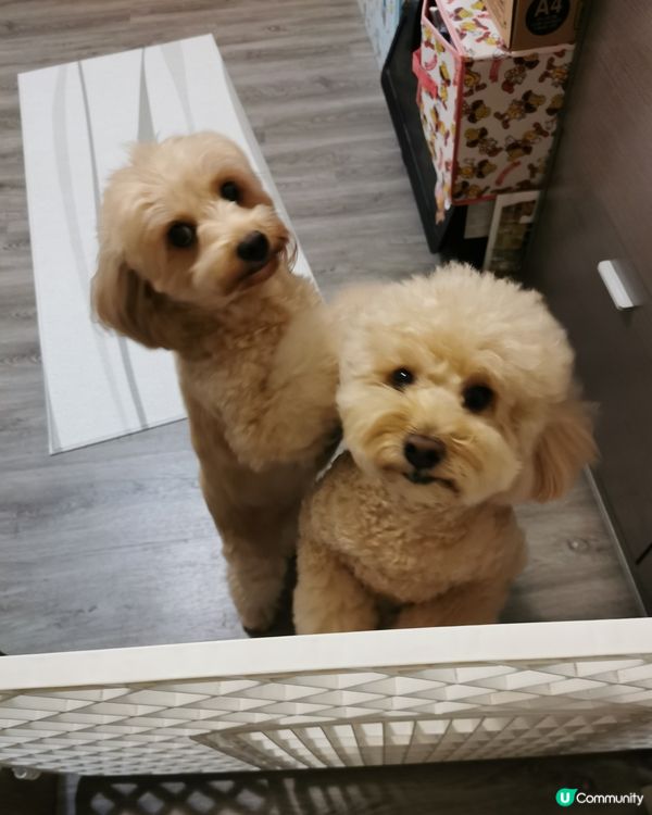 🍭：我叫波板糖妹妹，但人人都叫我做趣怪妹妹。。